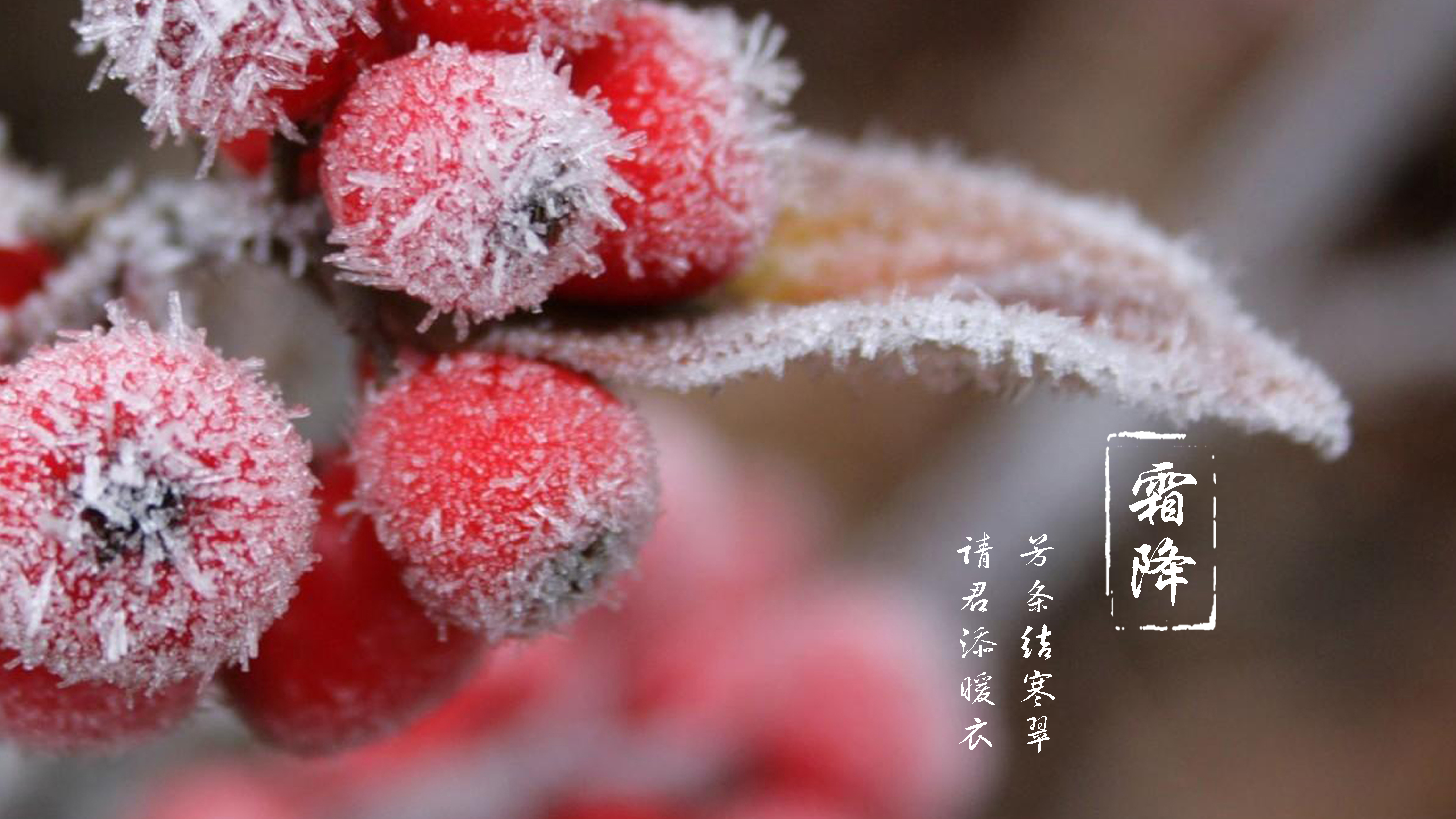 霜降 | 芳條結(jié)寒翠，請(qǐng)君添暖衣